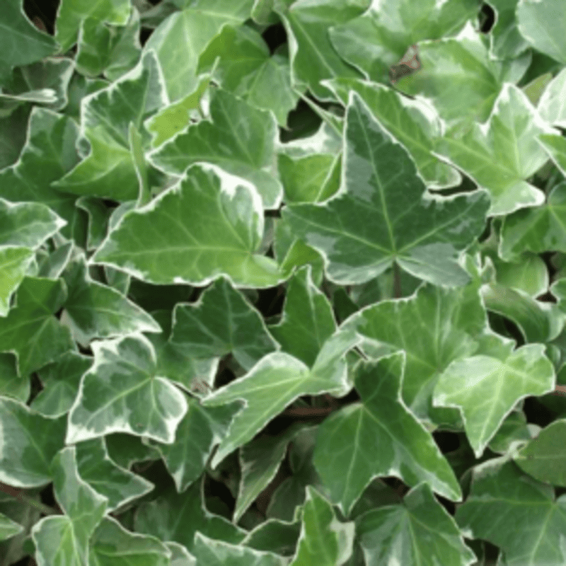 Lierre panaché 'Glacier' - Hedera