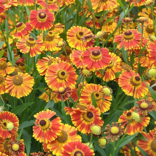 Hélénie orange - Helenium