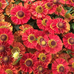 Hélénie rouge - Helenium