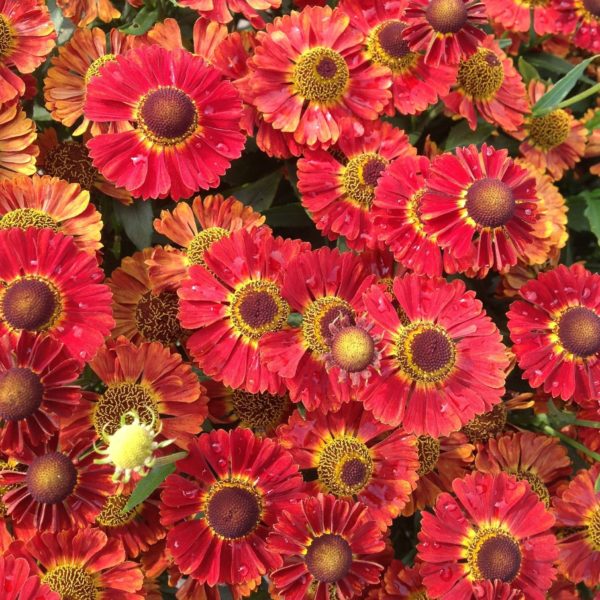 Hélénie rouge - Helenium