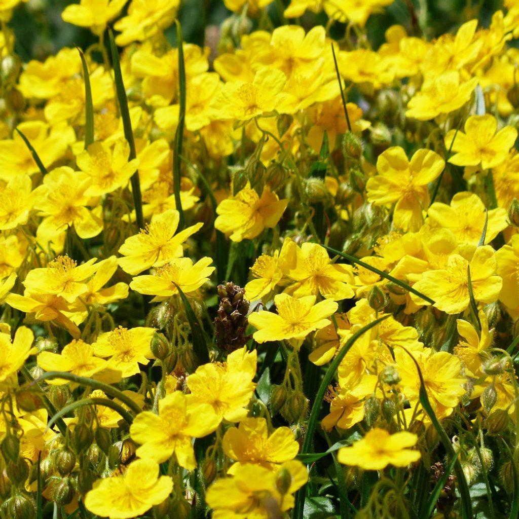 Hélianthème jaune - Helianthemum