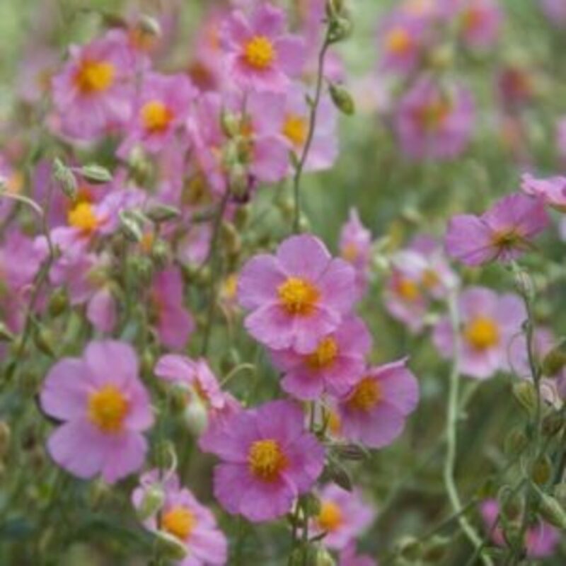 Hélianthème rose - Helianthemum