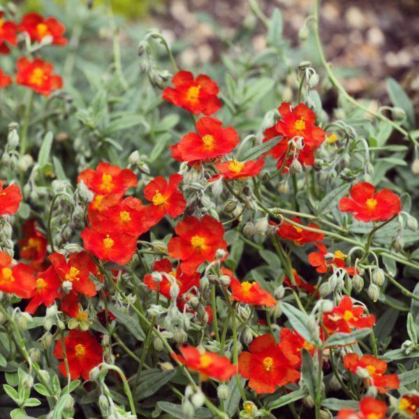 Hélianthème rouge - Helianthemum