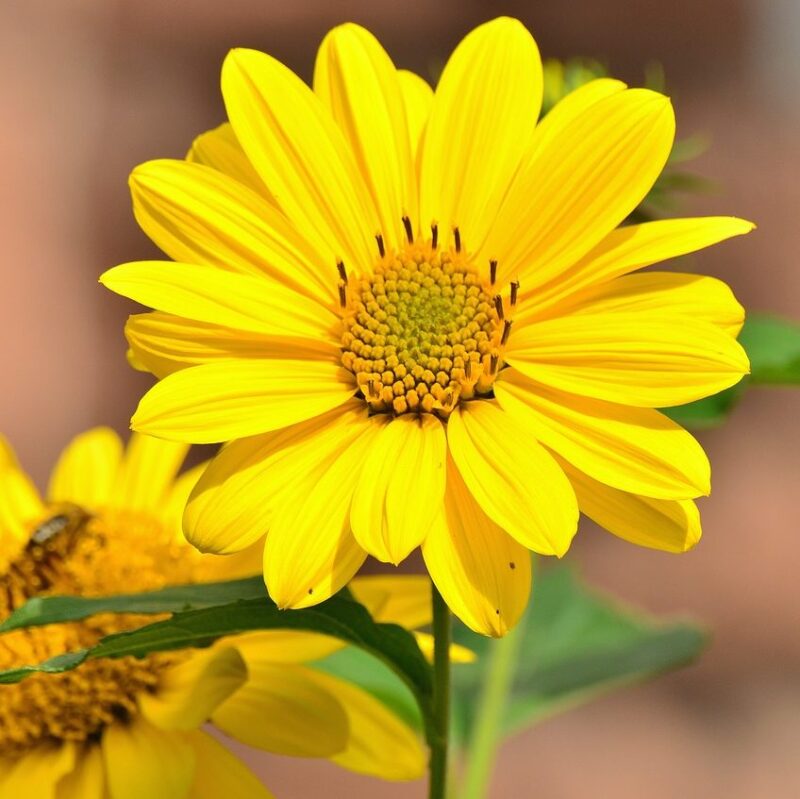 Soleil vivace 'Lemon Queen' - Helianthus