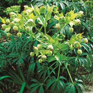 Hellébore fétide - Helleborus