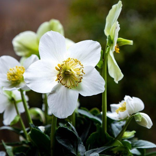 Rose de Noël - Helleborus