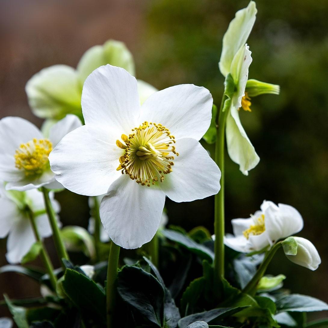 Rose de Noël - Helleborus - Gardencenter.ch