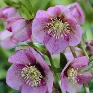 Hellébore orientale 'Pink Lady' - Helleborus