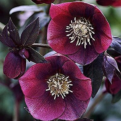 Hellébore orientale 'Red Lady'
