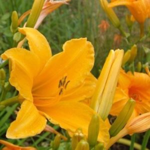 Lys d'un jour 'Athen' - Hemerocallis