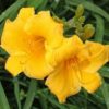 Lys d'un jour 'Stella de Oro' - Hemerocallis – Image 2