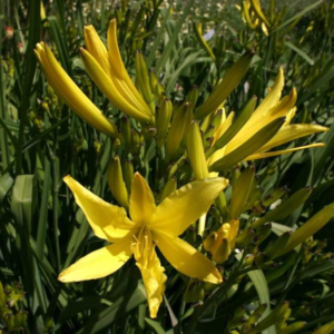 Hémérocalle citron - Hemerocallis