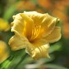 Lys d'un jour 'Stella de Oro' - Hemerocallis