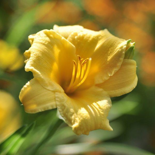 Lys d'un jour 'Stella de Oro' - Hemerocallis