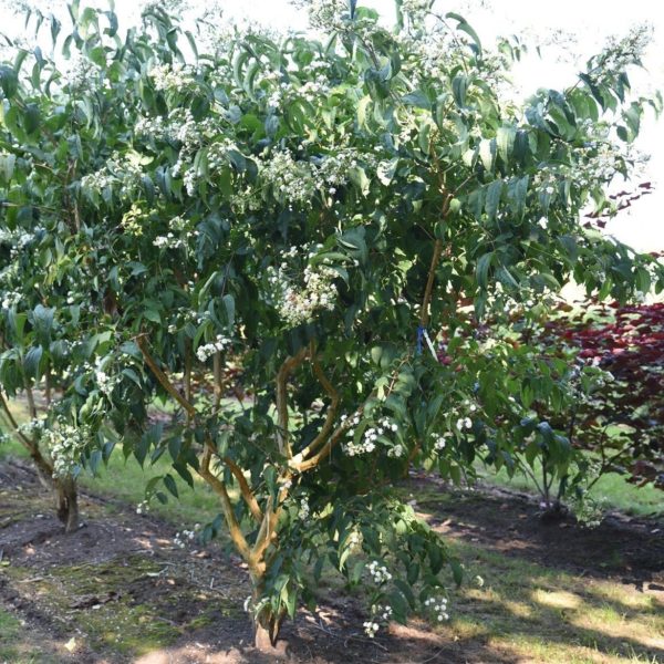 Arbre aux sept fleurs - Heptacodium- Bio Le Bourgeon – Image 3