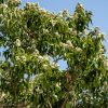 Arbre aux sept fleurs - Heptacodium- Bio Le Bourgeon