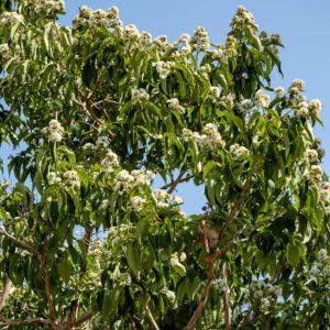 Arbre aux sept fleurs - Heptacodium- Bio Le Bourgeon