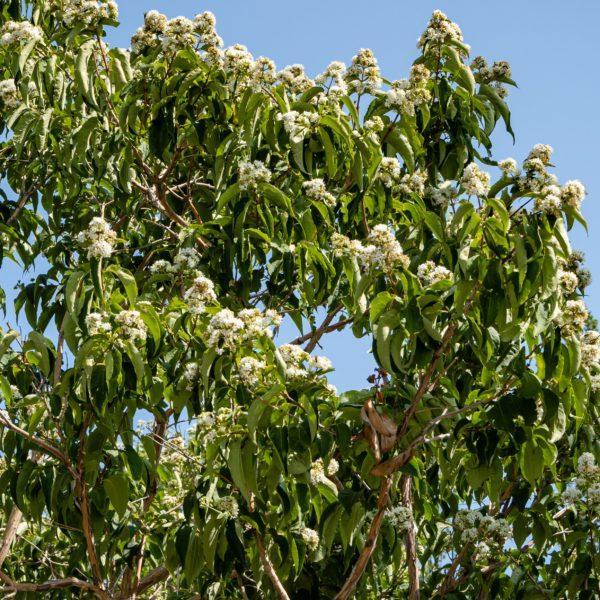 Arbre aux sept fleurs - Heptacodium- Bio Le Bourgeon