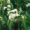 Arbre aux sept fleurs - Heptacodium- Bio Le Bourgeon – Image 2