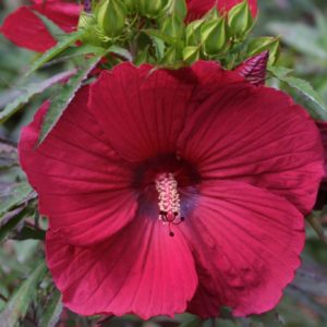 Hibiscus des marais 'Fireball'