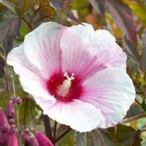Hibiscus des marais rose-blanc