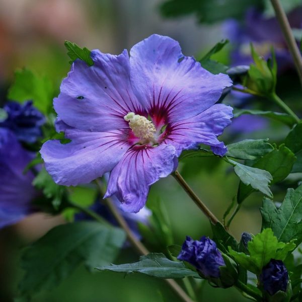 Althéa 'Oiseau Bleu' - Hibiscus
