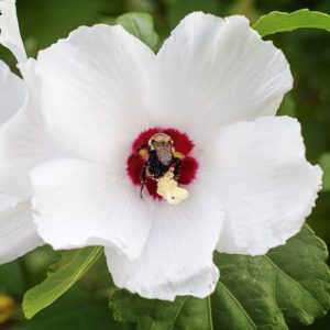 Althéa 'Red Heart' - Hibiscus