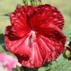 Hibiscus des marais rouge
