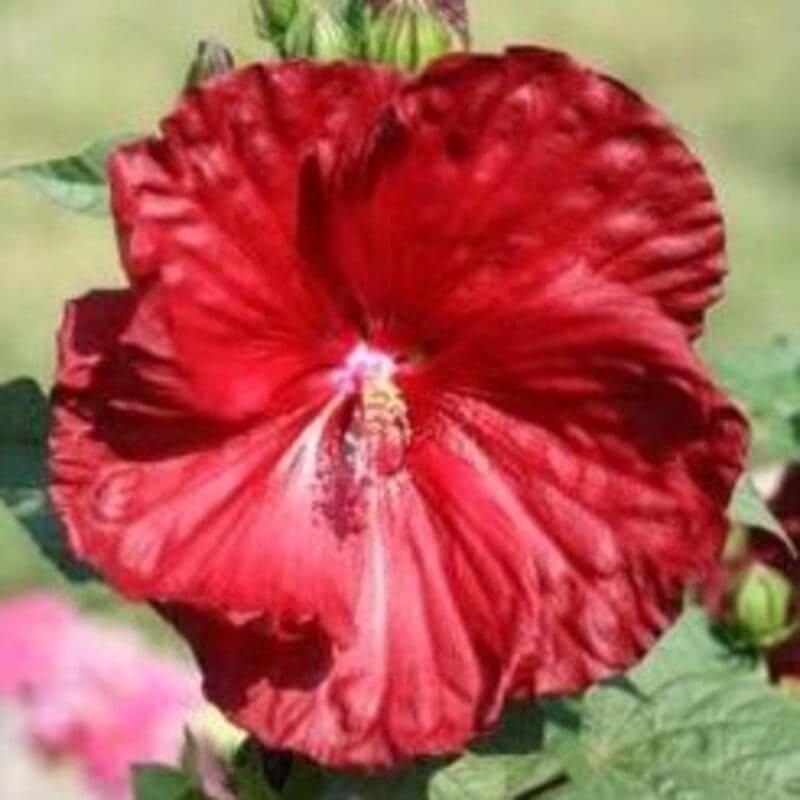 Hibiscus des marais rouge