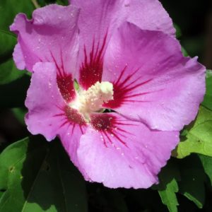Althéa 'Woodbridge' - Hibiscus