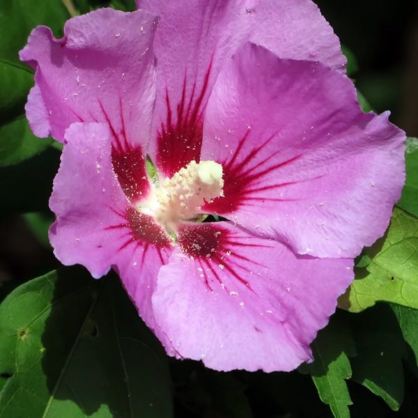 Althéa 'Woodbridge' - Hibiscus