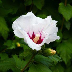 Althéa 'Hamabo' - Hibiscus