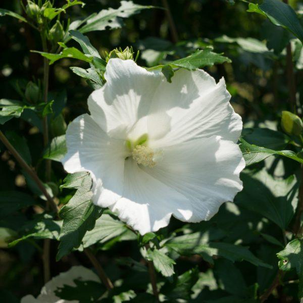 Althéa 'Totus Albus' - Hibiscus