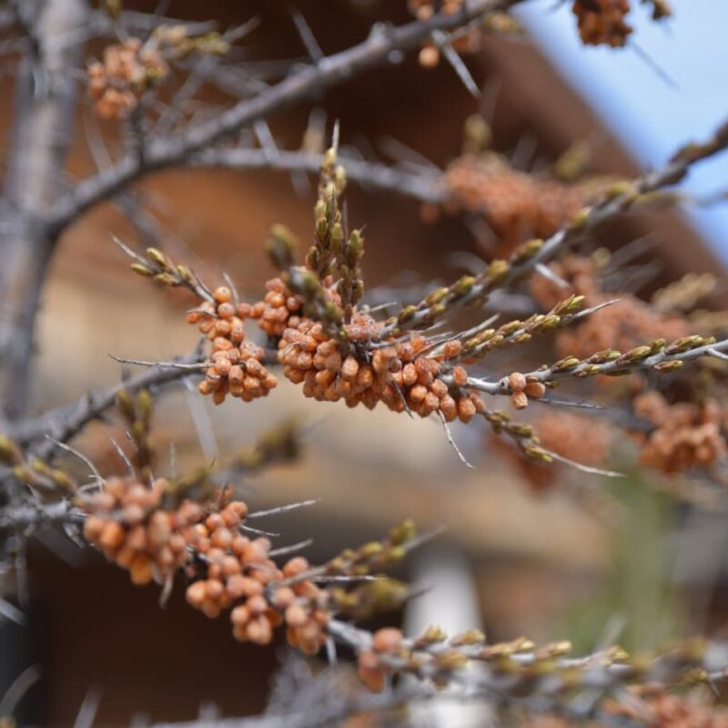 Argousier femelle 'Leikora' - Hippophae