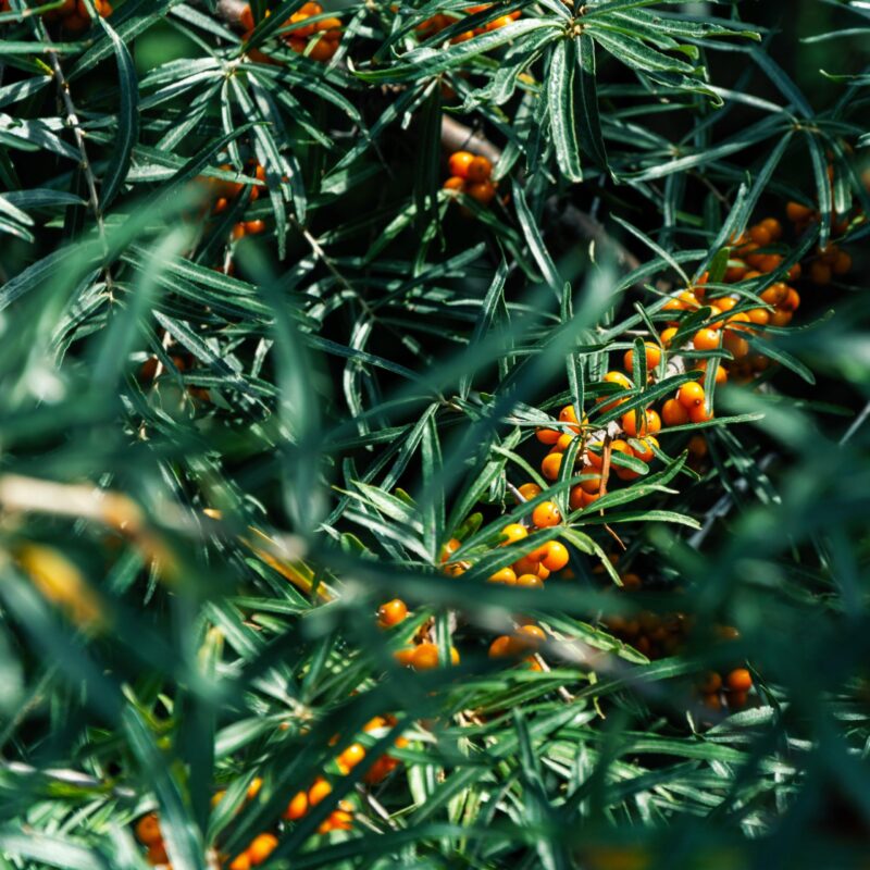 Argousier - Hippophae rhamnoides