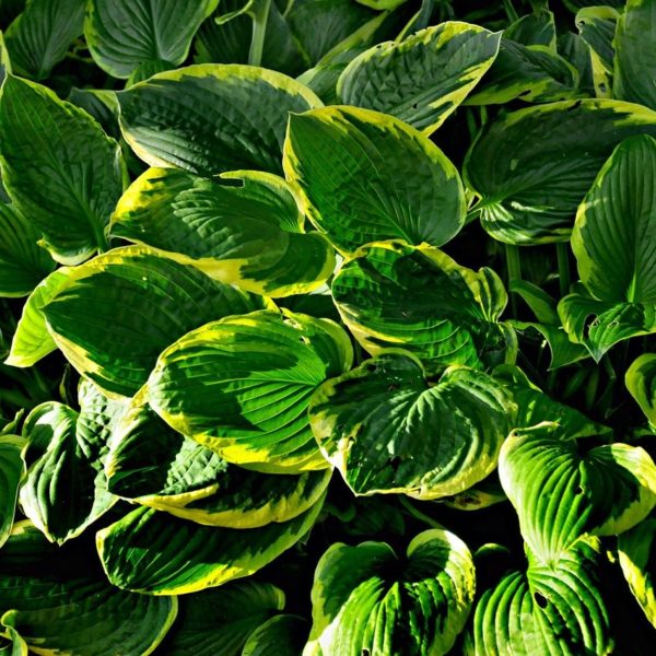 Hosta 'Aureomarginata' - Hosta