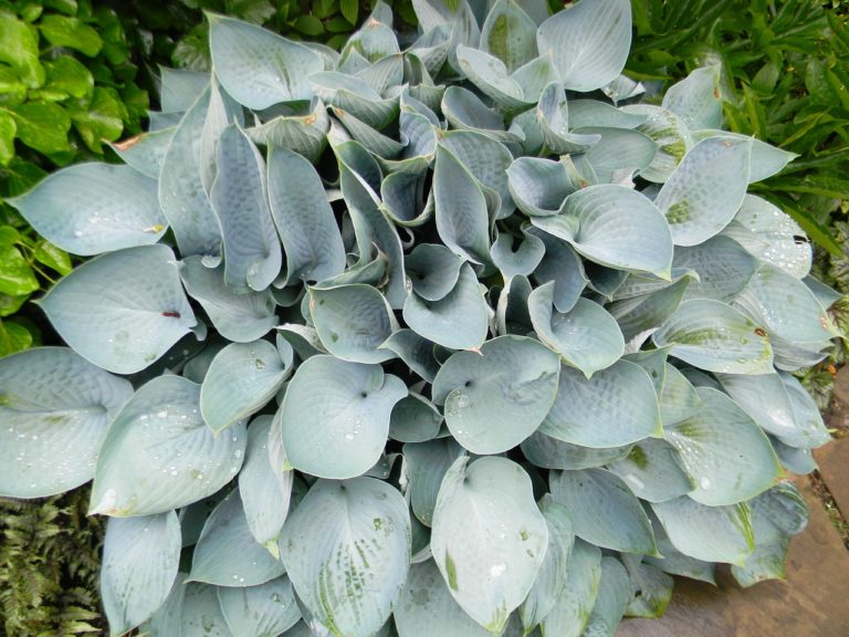 Hosta 'Blue Mouse Ears'