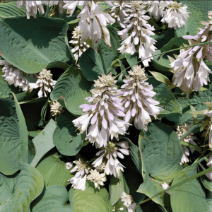 Funkia 'Elegans' - Hosta