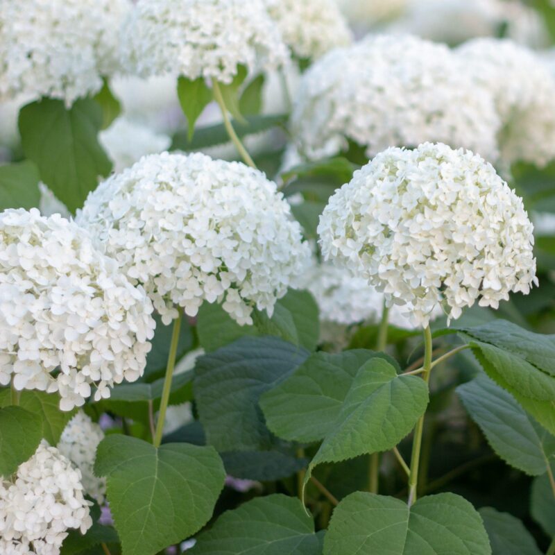 Hortensia de Virginie Strong Annabelle - Hydrangea