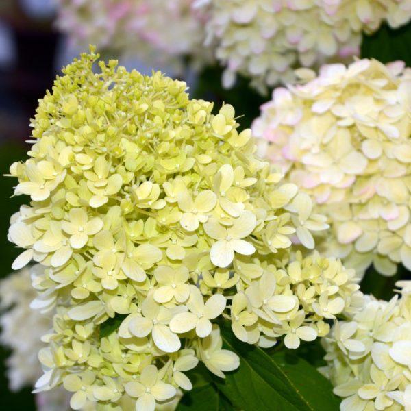 Hortensia paniculé 'Limelight' - Hydrangea- Bio Le Bourgeon