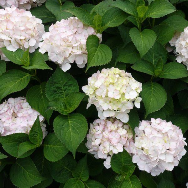 Hortensia boule blanc - Hydrangea