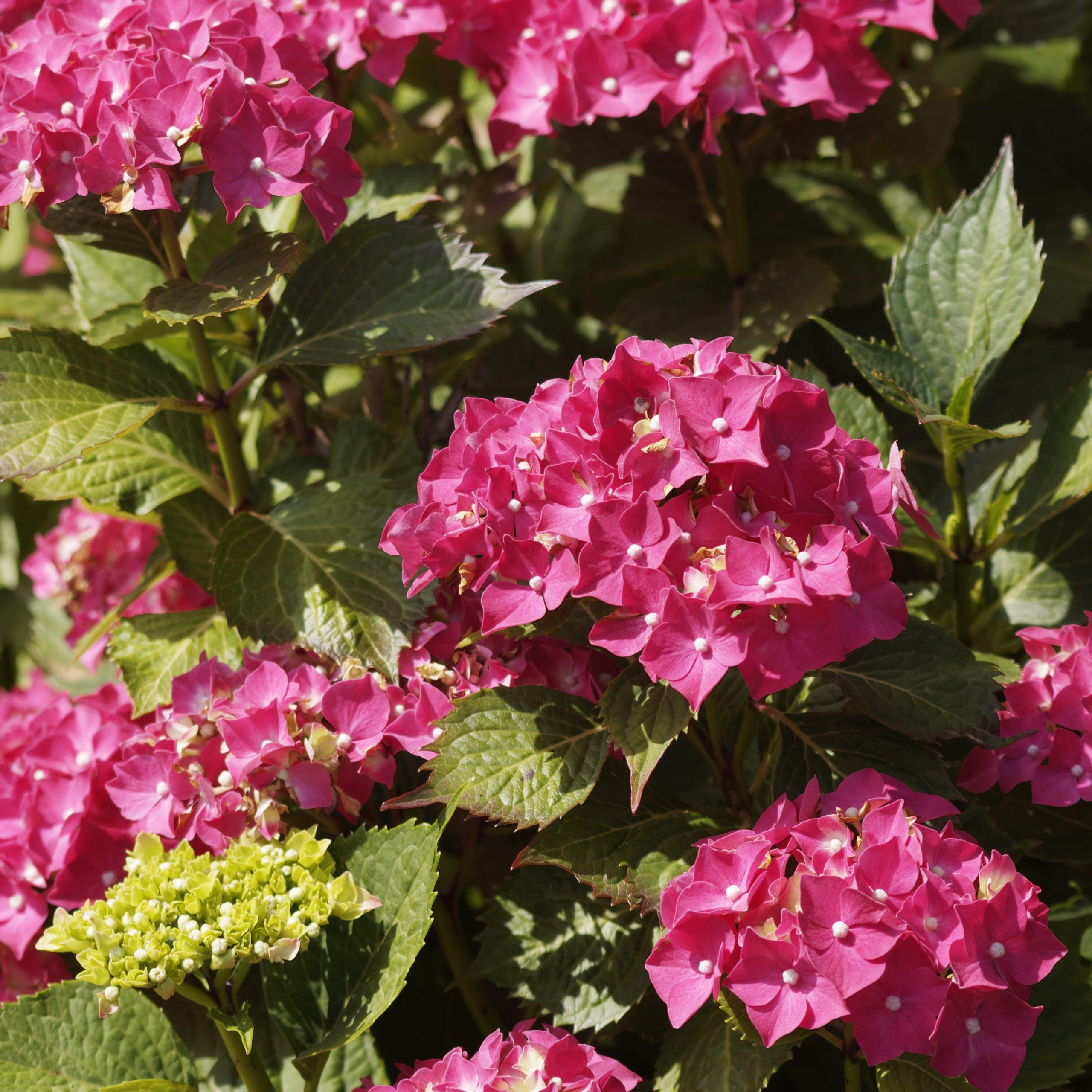Hortensia boule rouge - Hydrangea