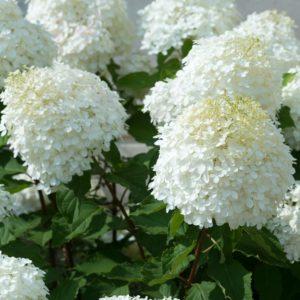 Hortensia paniculé 'Bobo' - Hydrangea