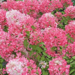 Hydrangea ar. 'Pink Annabelle'- Hortensia