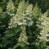 Hortensia paniculé 'Kyushu'- Hydrangea- Bio Le Bourgeon