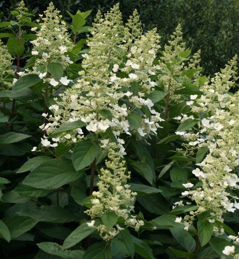 Hortensia paniculé 'Kyushu'- Hydrangea- Bio Le Bourgeon