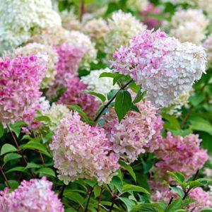Hortensia paniculé Vanille-Fraise - Hydrangea