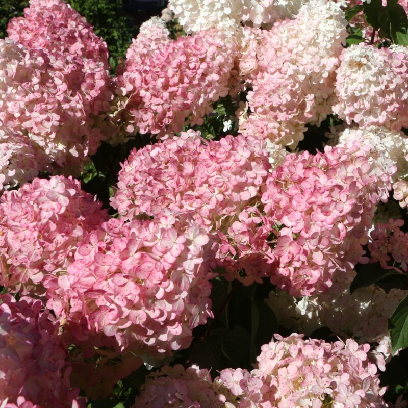 Hortensia paniculé Vanille-Fraise - Hydrangea- Bio Le Bourgeon