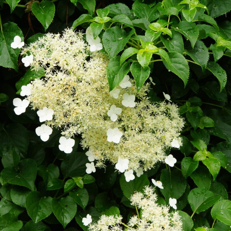 Hortensia grimpant - Hydrangea- Bio Le Bourgeon