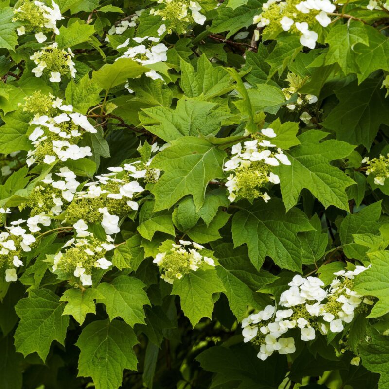 Hortensia à feuilles de chêne - Hydrangea- Bio Le Bourgeon
